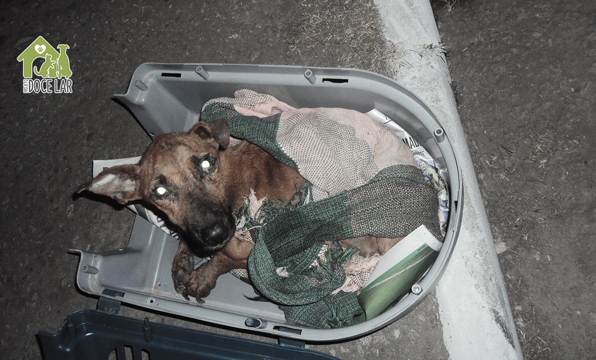 Animais Abandonados Resgate de animais de rua.