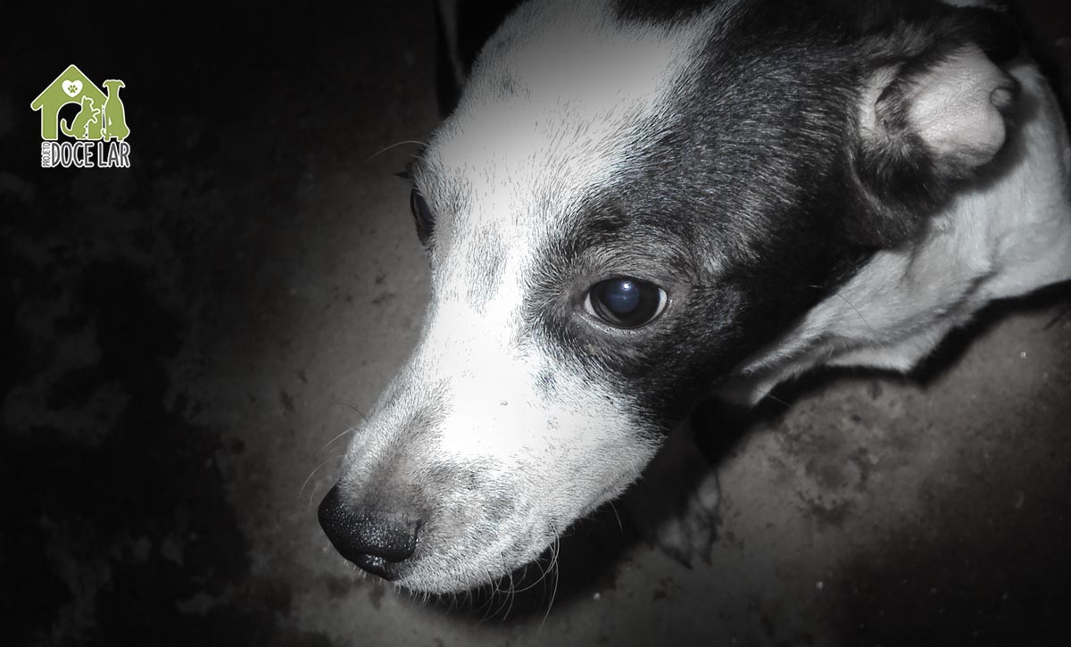 A Lei Sobre Animais Abandonados Resgate de animais de rua.