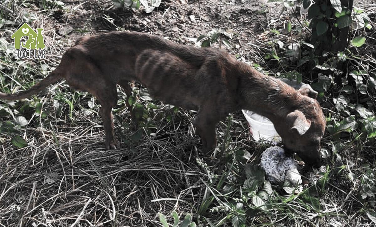 Animais Nas Ruas Resgate de animais de rua.