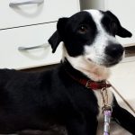 Adote um animal de rua